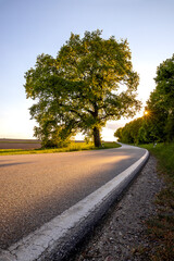 Idyllic Tree and Road in summer sunset