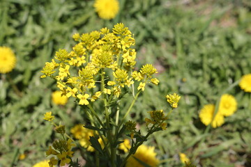 Yellow Flowering Common Colza, Barbarea Vulgaris, On Meadow In Springtime Close Up.