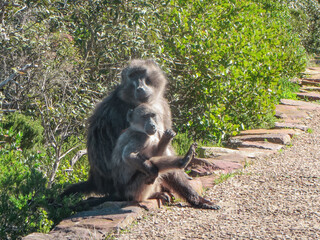 Monkeys in the wild in South Africa.