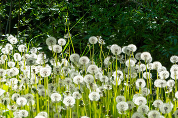 Obraz premium dandelions in the grass