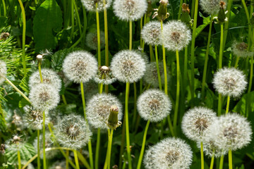 dandelions in the grass