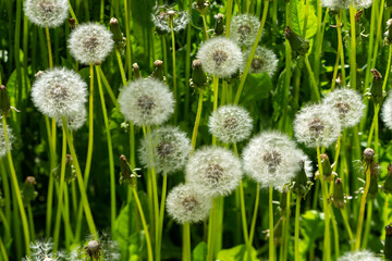 dandelions in the grass
