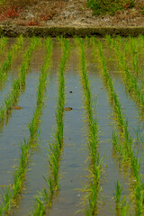 田植えの季節