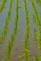田植えの季節