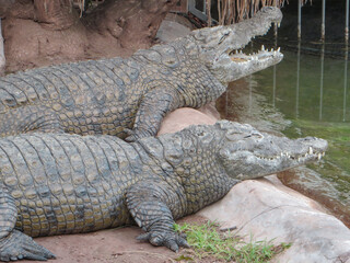 Crocodiles hanging around in South Africa.