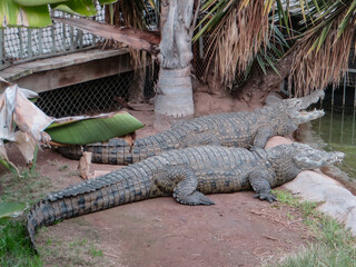 Crocodiles hanging around in South Africa.
