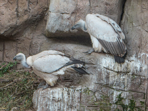 Volture in the wild in South Africa.