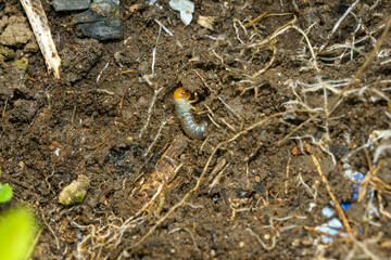 成長途中のクワガタの幼虫
