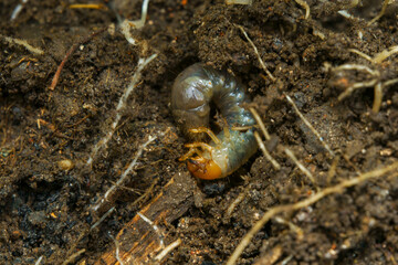 成長途中のクワガタの幼虫