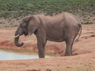 Fototapeta premium Elephant in the wild in South Africa.