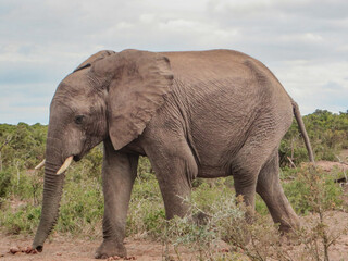 Fototapeta na wymiar Elephant in the wild in South Africa.