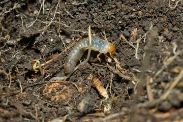 成長途中のクワガタの幼虫