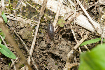 ダンゴムシの移動