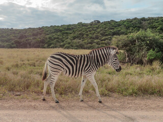 Fototapeta na wymiar Zebra in the wild in South Africa.