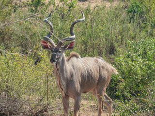 Antelope in the wild in South Africa.