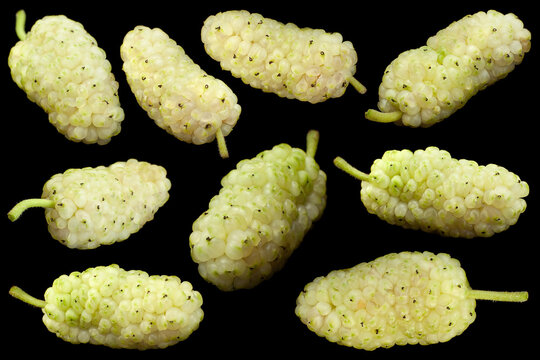 White mulberry closeup collection