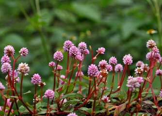 Polygonum Affine flowers fully bloom during spring season at Kurseong in Darjeeling, India. Around 4000 variety species of flowers are found in Eastern Himalayas including Kurseong.