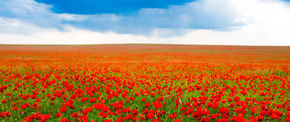 Spring, Field of poppy flowers against the blue sky with clouds. The concept of freshness of morning nature. Spring landscape of wildflowers. Beautiful landscape long banner.