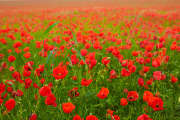 Spring, Field of poppy flowers against the blue sky with clouds. The concept of freshness of morning nature. Spring landscape of wildflowers. Beautiful landscape long banner.