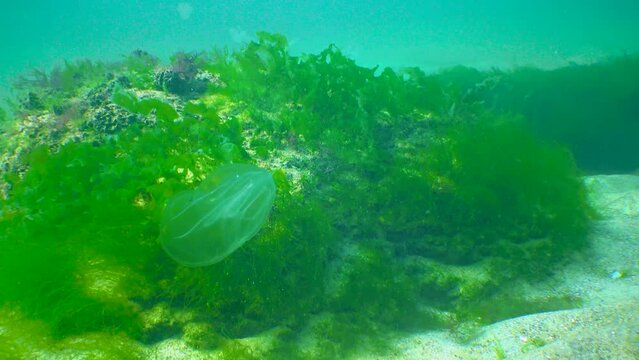 Ctenophores, comb invader to the Black Sea, jellyfish (Mnemiopsis leidy). Invasion, predatory invader