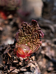 Close up of fresh rhubarb unfolding in early spring