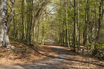 Curved pedestrian path in beech forest in early spring
