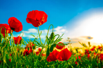 Spring, Field of poppy flowers against the blue sky with clouds. The concept of freshness of morning nature. Spring landscape of wildflowers. Beautiful landscape long banner.