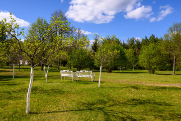 Fototapeta na wymiar Orchard in early spring, garden and green grass