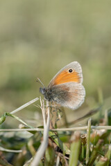 Small heath butterfly (Coenonympha pamphilus) rests on a stipe in a mown meadow.