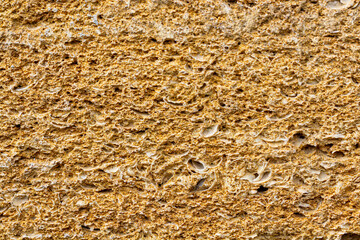 Polished limestone slab with different shell marks. Shell rock texture.