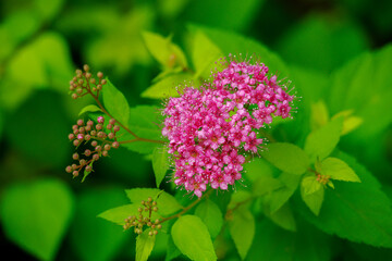 シモツケの花とつぼみ