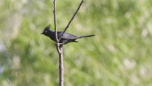 Phainopepla Bird Lands on a Branch in Central Arizona