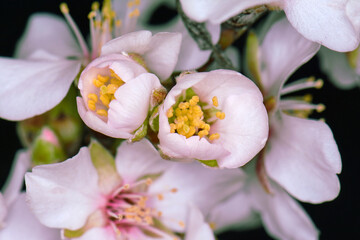 Naklejka na ściany i meble Macro almond blossoms isolated on black background. Close up almond flowers.
