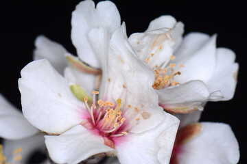 Fototapeta na wymiar Macro almond blossoms isolated on black background. Close up almond flowers.
