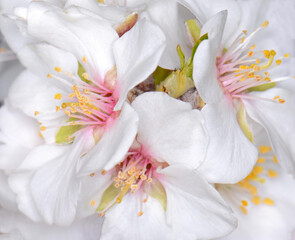 Fototapeta na wymiar Macro almond blossoms isolated on white background. Close up almond flowers.