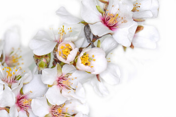 Macro almond blossoms isolated on white background. Close up almond flowers.