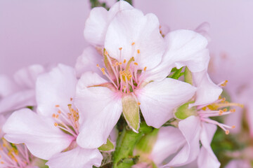 Macro almond blossoms, vintage style.
