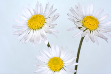 Naklejka premium white daisies (Marguerite) isolated on white background.