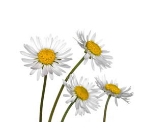 Beautiful white daisies (Marguerite) isolated on white background.
