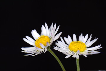white daisies (Marguerite) isolated on black background.