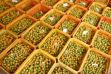 梅農家 南高梅 収穫