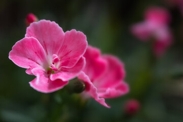 Fototapeta na wymiar Beautiful pink flower heads on dark green background. Selective focus.
