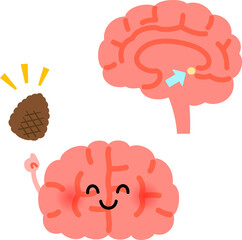 脳のキャラクターと松果体のイメージ
