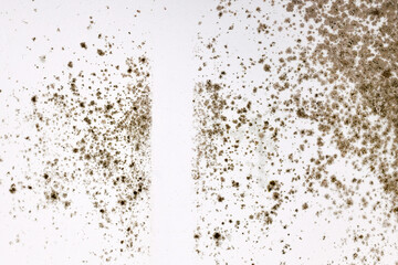 Fototapeta na wymiar Fungal mold growing on white room wall