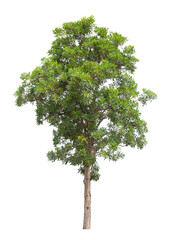 Fototapeta premium Single Tree isolated on white background, With Clipping path.