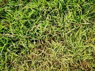 Tropical green leaf tree plant background looks natural