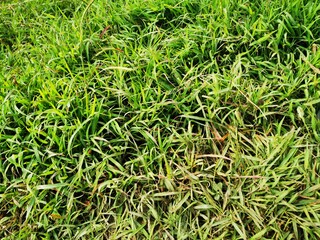 Tropical green leaf tree plant background looks natural