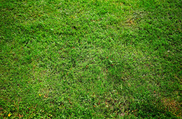 Green summer grass texture backdrop