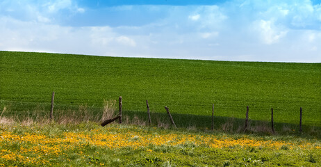 Wiosenne Łąki  © Wojciech Lisiński