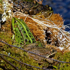 grenouille rieuse - pelophylax ridibundus